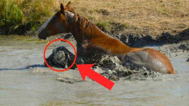 Horse Tries To Save Something - When People See What It Is, They Burst Into Tears