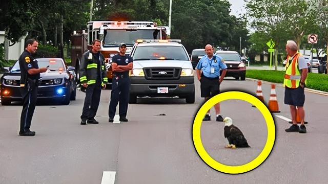 This Bald Eagle was Blocking The Road. When Police Discovered Why, They Were Heartbroken