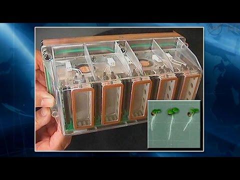 Space Station Live: Seedling Growth-2 Experiment