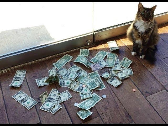 Office Kitty Raises Money For The Homeless By Snatching Money From Strangers