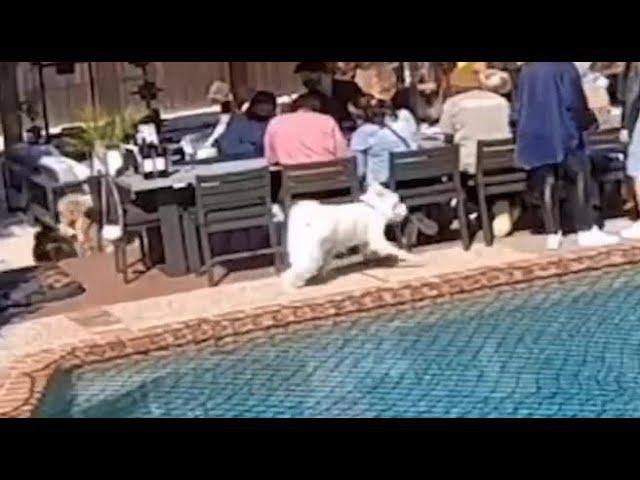Dog defies the laws of physics and walks on water in a swimming pool, miracle?