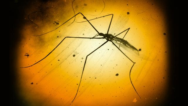 Terminating Zika virus by altering mosquito DNA