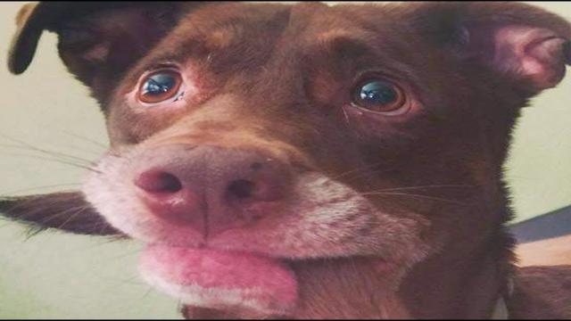 Dog Finally Catches His Tail — And Has No Idea What To Do Next