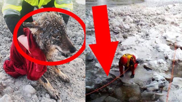 Man Rescues A ‘Dog’ From Ice And Realizes He Made A Huge Mistake