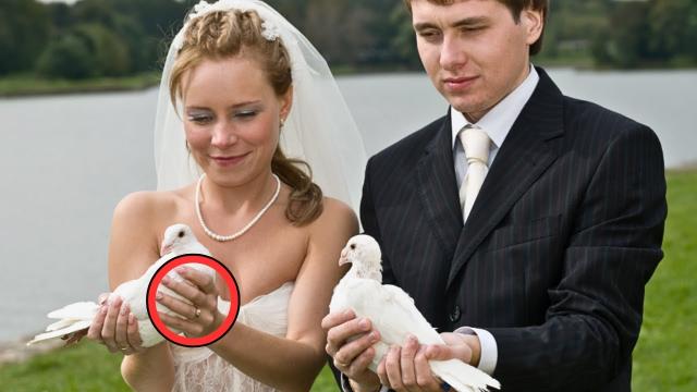 Bride Finds A Note Attached To Pigeon, Her Face Turns Pale After Reading This