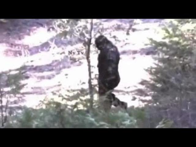 One of the best videos compilation of Bigfoot sightings