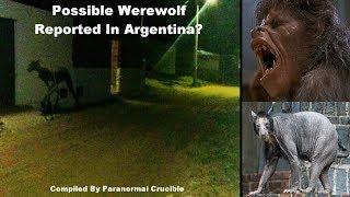 7ft Beast Leaves Residents Terrified In Argentina