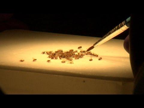 Space Station Live: Fruit Fly Lab
