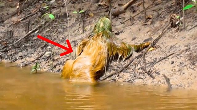 Ranger Sees Weird Creature Crawling Out Of River - He Evacuates The Area When He Realizes What It Is