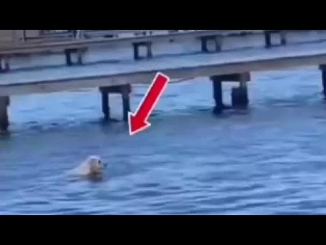 Huge underwater creature attacks a dog in Lake Champlain