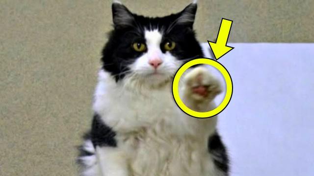 This Shelter Cat Kept Making Strange Paw Signs To Visitors. Employees Called 911 After Realizing