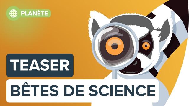 ???? Bêtes de Science, le podcast de l'intelligence animale | Futura