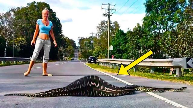 Woman Spots Giant Snake - You Won't Believe What They Found Inside