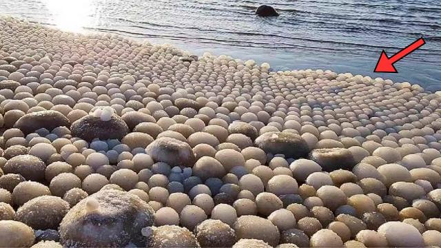 Beachcomber Finds Weird-Looking 'Balls' On Beach - Bursts In Tears When He Sees What's Hiding