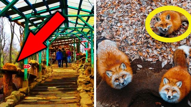 This Fox Village In Japan Is Actually Hiding A Dark History That The Owners Never Let On