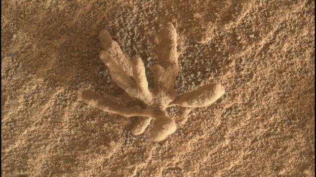 NASA's Rover Found a Fungus on Mars