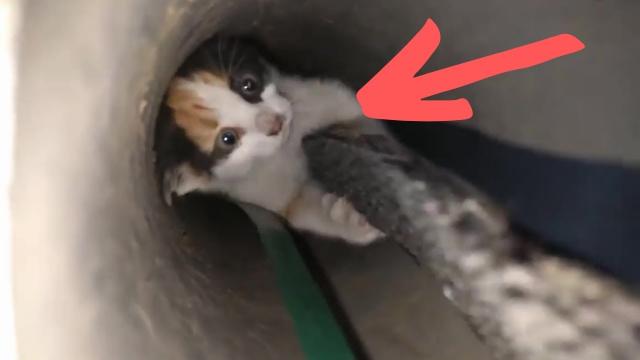 A Man Saved A Kitten Trapped Down A Dark Pipe – But He Wasn’t Ready For Her Adorable Reaction