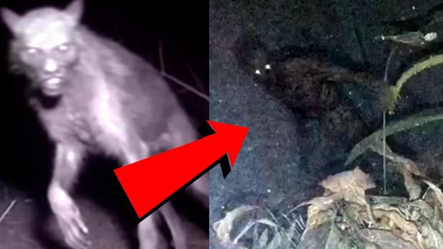 Interdimensional? Cryptid Alien Humanoid Footage That Will Scare You!