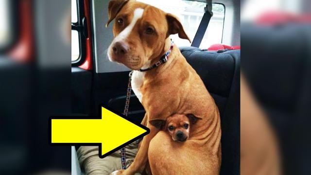 Man Comes To Adopt Pit Bull At Shelter, But She Refused To Let Go Of Her Best Friend