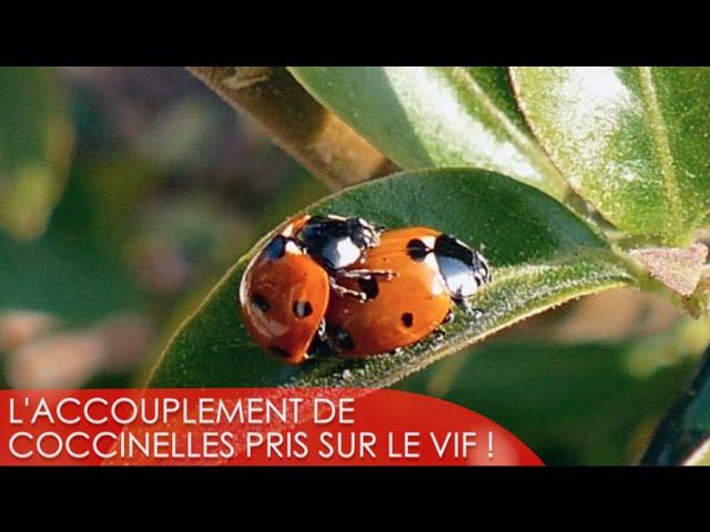 L’accouplement épique de deux coccinelles au coeur de l’été