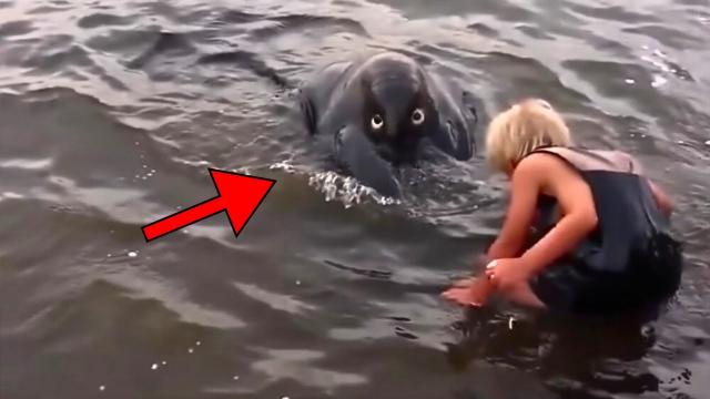 Boy Dives In, Then Spots This Creepy Creature Hiding Under Water