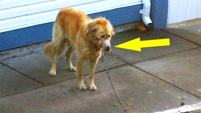 Neighbors See Dog A With His Mouth Taped Shut, So They Break Into The Man’s Yard