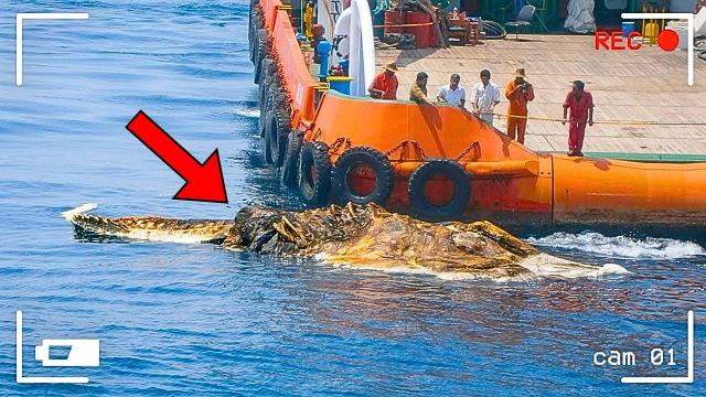 Fishermen Drag Strange Fish Back To Port - They Didn't Know They Were Being Recorded
