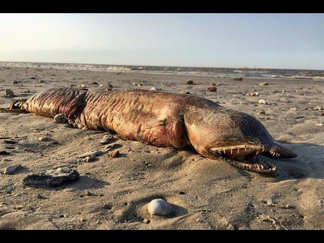 Mysterious Eyeless Creature Washes Up On Texas Beach After Hurricane Harvey, And It’s Terrifying   Y