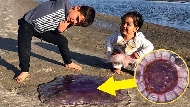Family That Stumbles Upon A Pulsating Object On The Beach Is Bewildered To Learn Its Real Origins