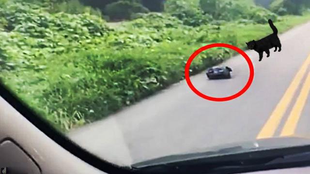 Elderly Couple Is Led by a Cat to a Black Bag, Sees a Tiny Hand Hanging from Inside