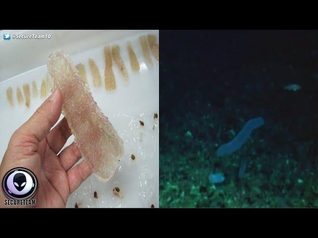 MILLIONS Of Bizarre Creatures "Storm" Pacific! 6/20/17