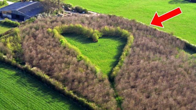 Man Planted Thousands of Trees for His Late Wife — Years Later, His Secret Message Was Revealed