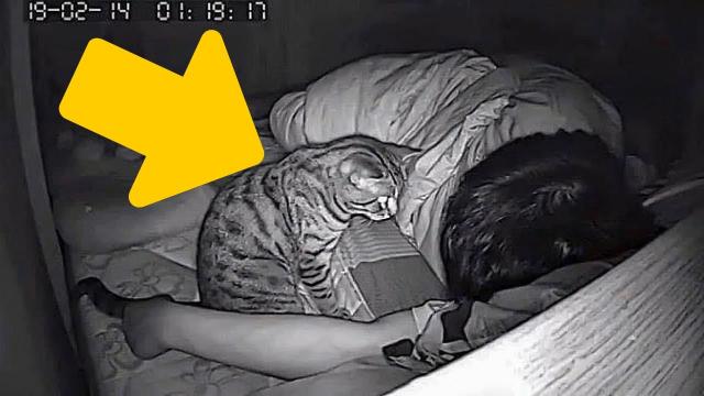Guy Suspected His Cat and Installed the Camera, After He Saw This He Immediately Called the Cops