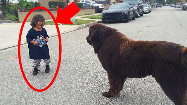 Little boy meets a dog on the street - no one thinks what's going to happen next