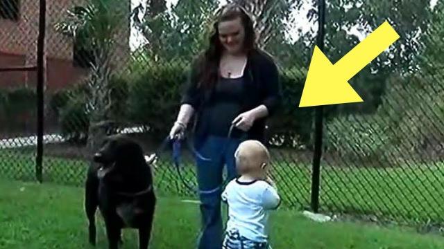 Mom Had No Idea She Brought a Monster Home Until Her Dog Started Acting Strangely