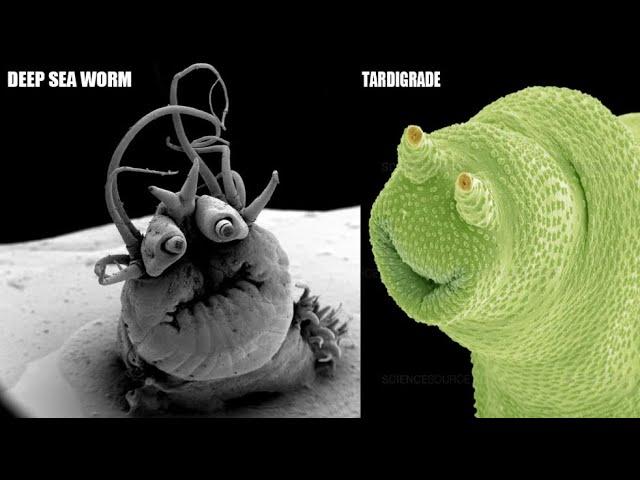 Terrifyingly Funny Creatures Under a Microscope