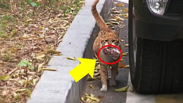 This homeless cat only accepts food from a bag and the reason is touching