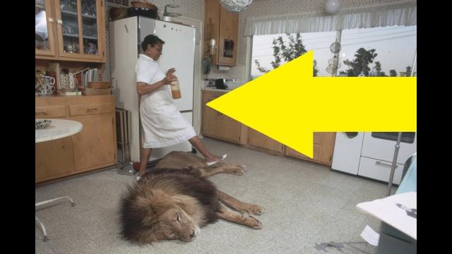 Woman Spots A Wild Animal In Her Home And Proceeds To Make The Biggest Mistake Imaginable