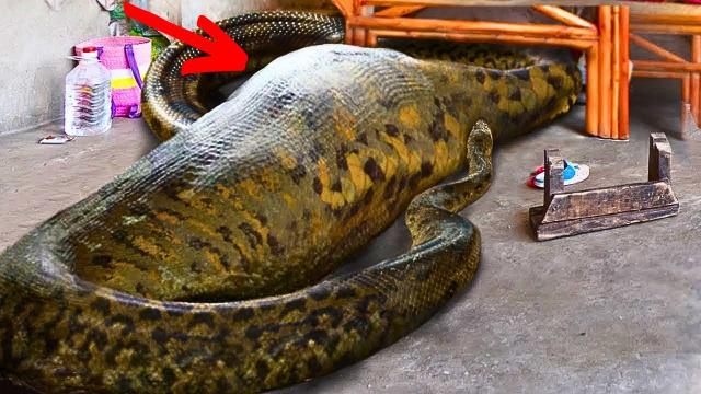 These Workers Found A Giant Snake – You Won’t Believe What They Found Inside