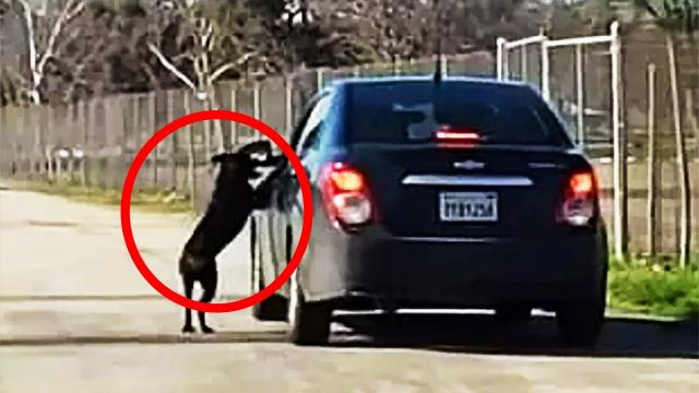 Dog Won’t Stop Chasing Car, When Police Search The Vehicle They Are Shocked