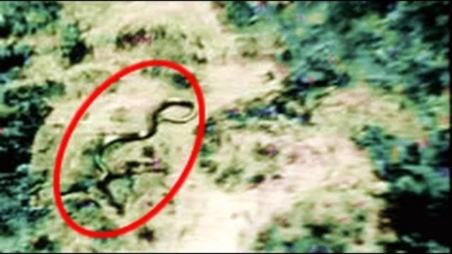 Hero of World War II encountered a giant snake in the Katanga region of the Belgian Congo