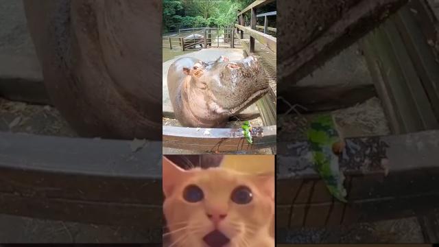 Hippo Eat Watermelon 10