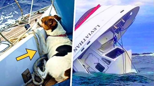 Man Lost His Dog At Sea After His Boat Capsized - A Year Later He Gets Arrested