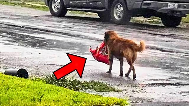 Woman Spots Dog Carrying A Huge Bag, Then Her Heart Melts When She Takes a Closer Look