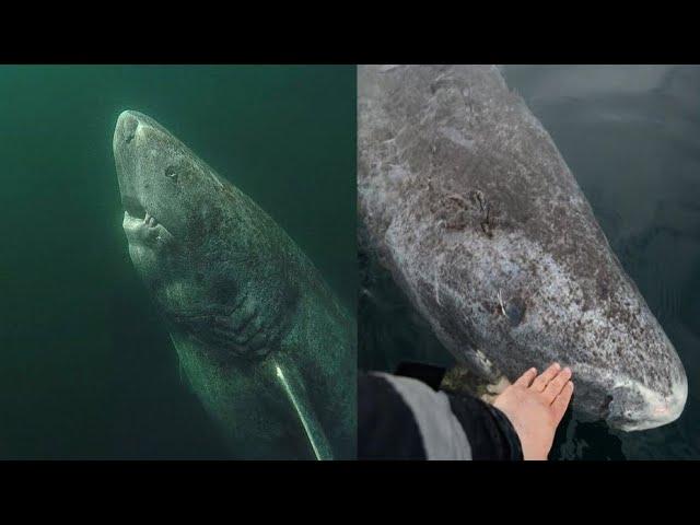 Scientists Discover The Oldest living Shark On Earth