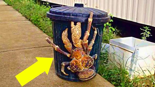 The Garbage Man Noticed A Giant Creature In The Trash – You Won’t Believe What He Found Inside