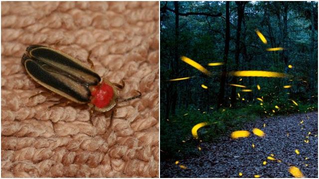 Fireflies Don’t Light Up The Night Anymore, And There’s An Alarming Reason For Their Disappearance