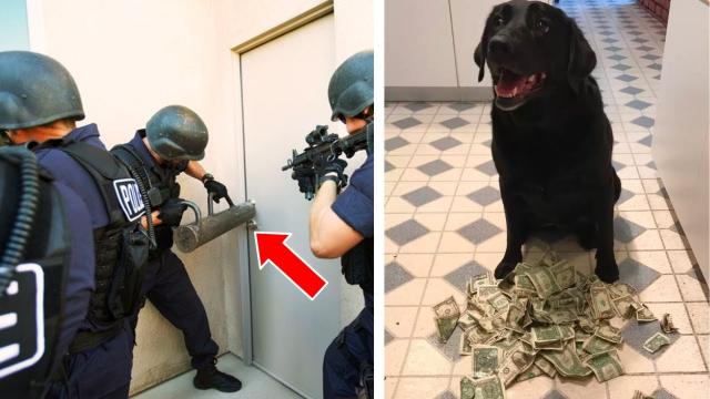 Dog Brings Home Money Every Day - One Day, Police Show Up At Owner's Door