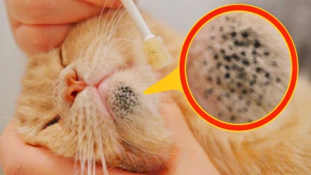 Woman Sees Strange Spots On Her Cat - Vet Burst Into Tears When He Sees It