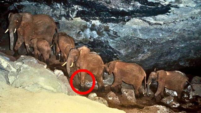 Elephants Refuse To Leave Cave, When Ranger Realizes Why He Calls For Backup